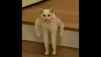 kz_hb_xiaowan